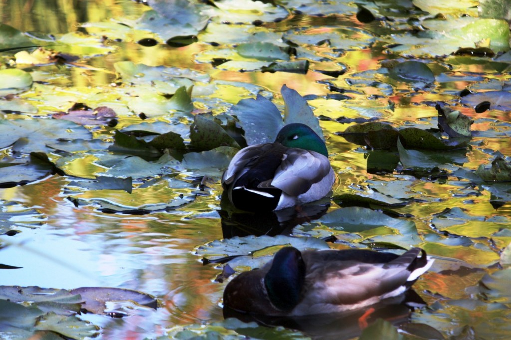 Sleeping Mallards