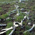 Elk bones litter the meadow floor... one of many we found along the way.