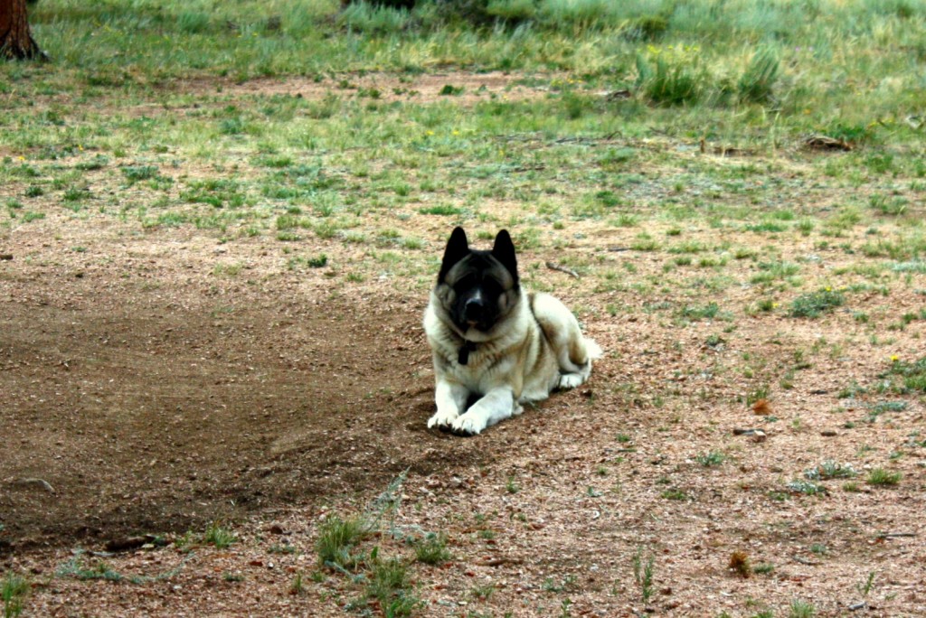 The "Moose" keeping a watchful eye on us all