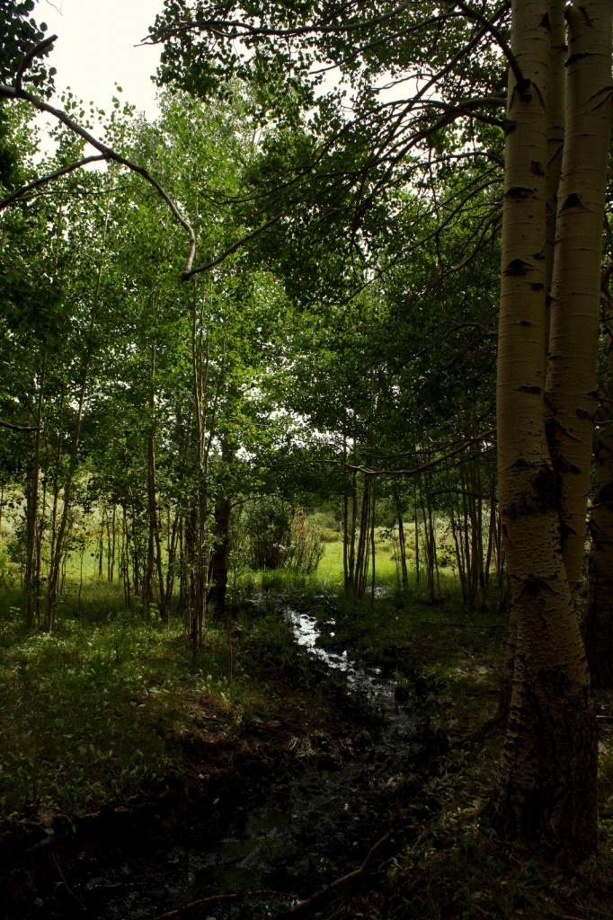 Between the rolling hills is a patch of Aspen