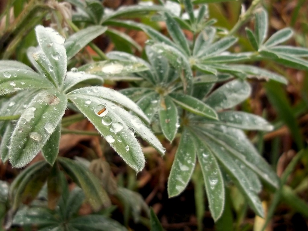 Water droplets after the fresh rain