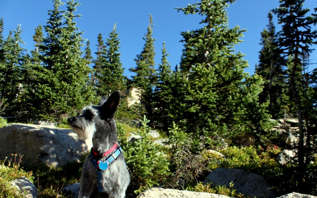 Moose scanning for moose during a break