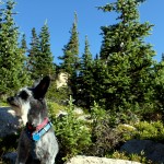 Moose scanning for moose during a break