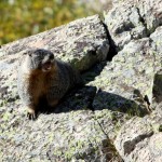 A Marmot expresses his opinion of Me and Moose walking past his home