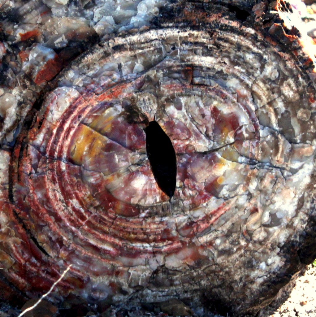 Petrified Forest National Park revisit – Tales of a vanlife couple