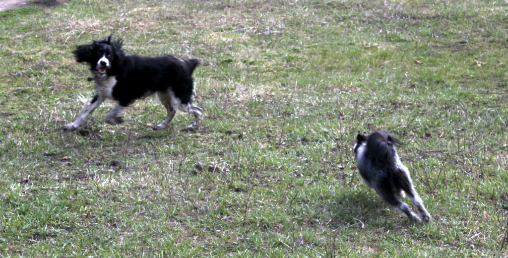 Byron & Moose having a little play time 