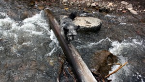 Moose crosses the river on his own