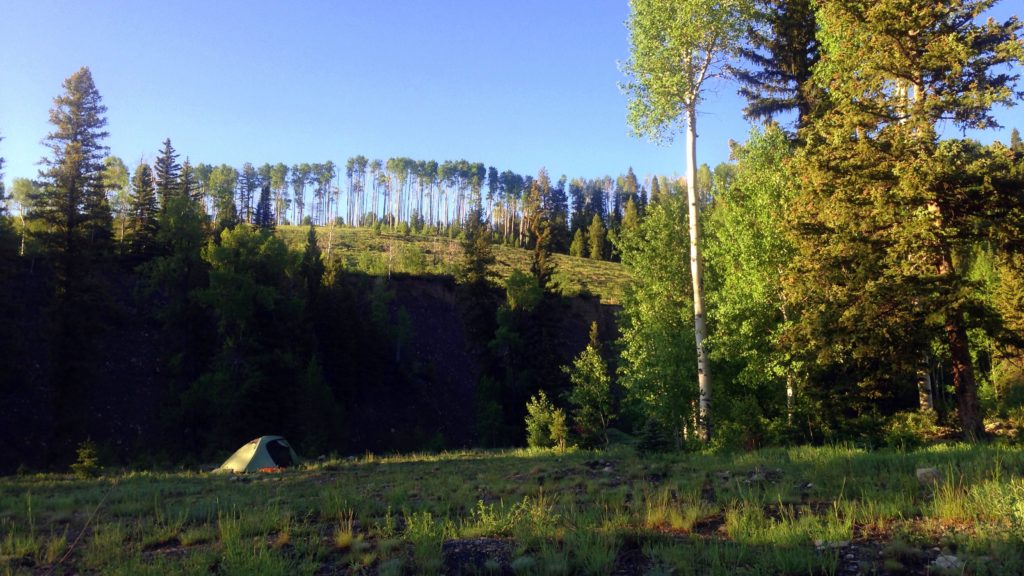 Our own private meadow in the forest