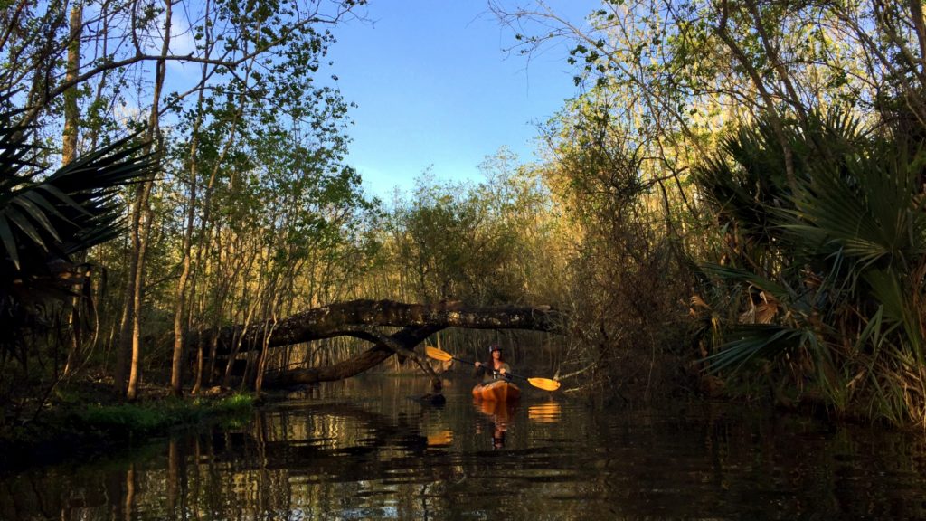 Kayaking Palmetto Island State Park Tales of a vanlife couple