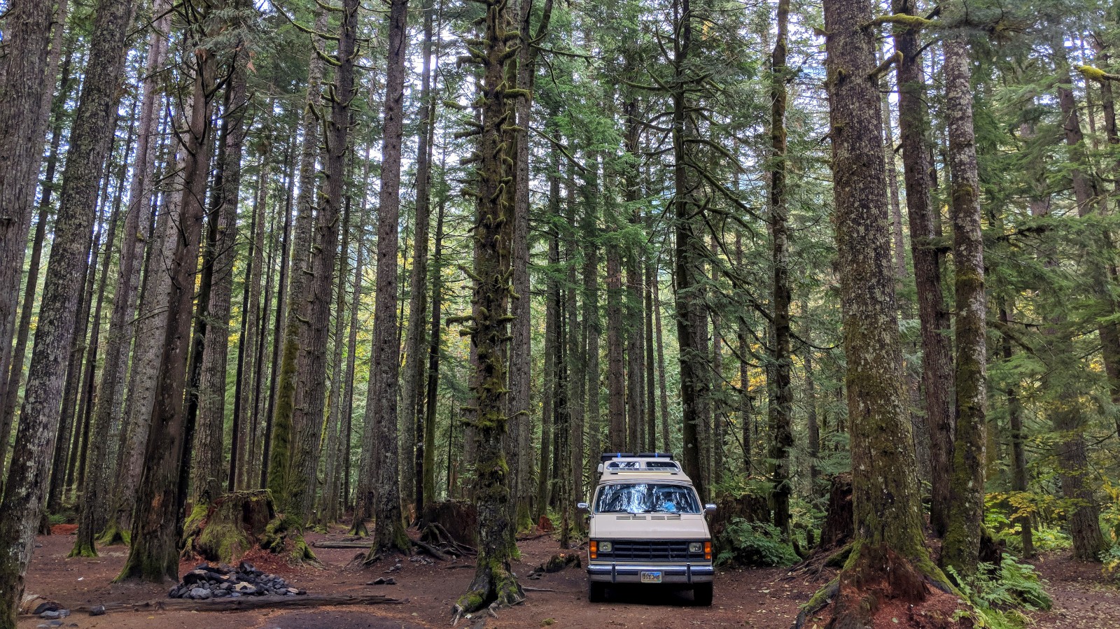 are dogs allowed in mt baker national forest