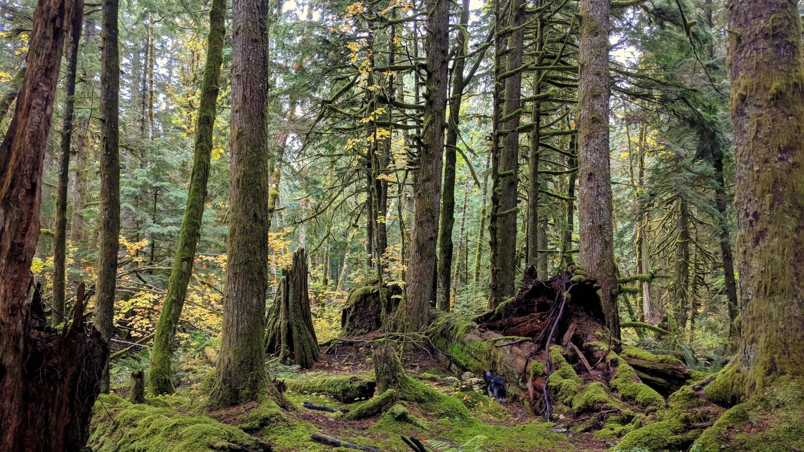 are dogs allowed in mt baker national forest