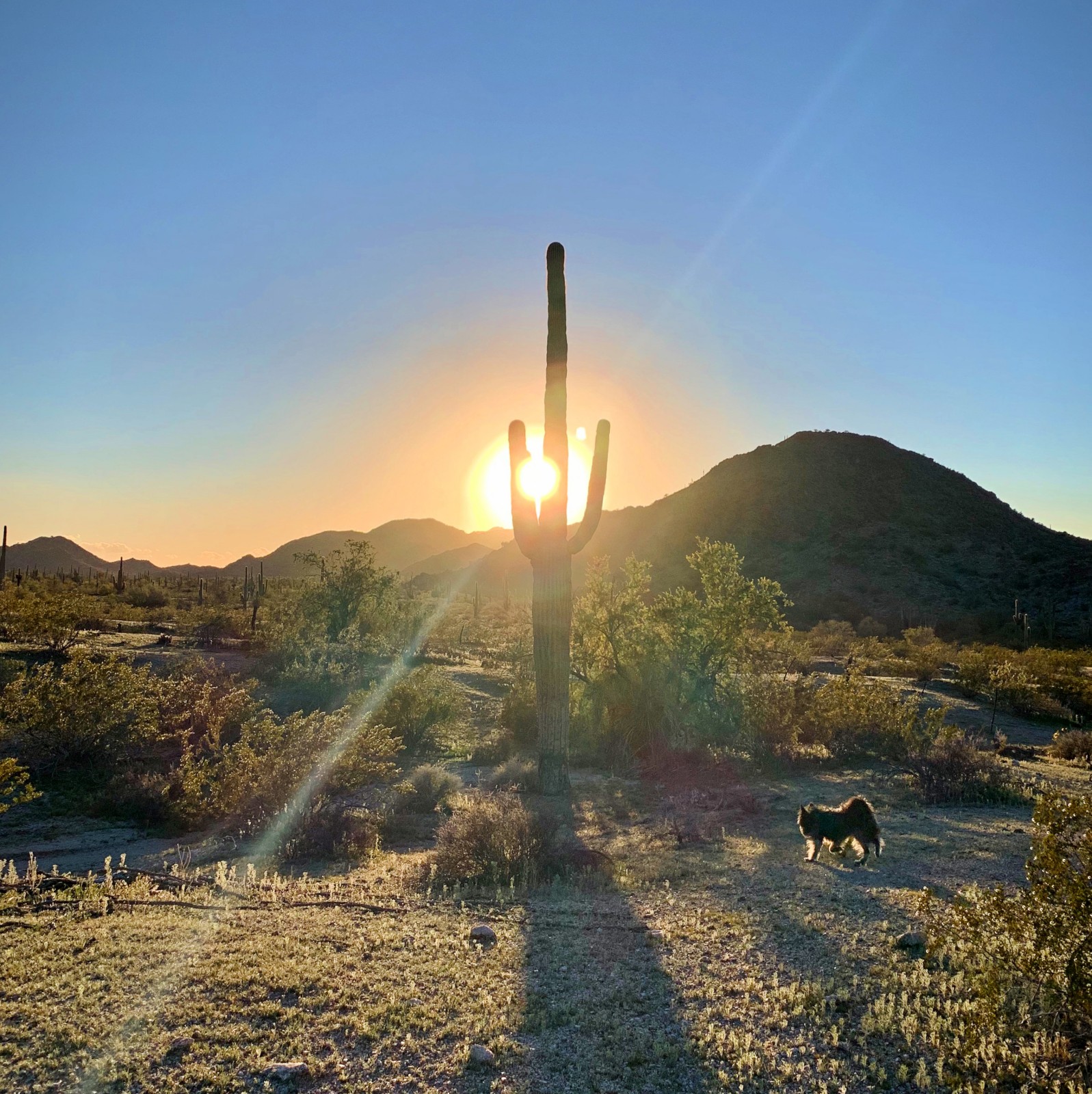 sonoran desert tourism